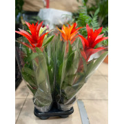 Guzmania Ref 532