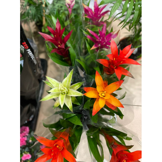 Guzmania Ref 532