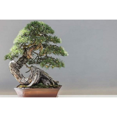 Bonsai